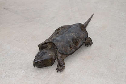 玉溪森林公安----玉溪政法网