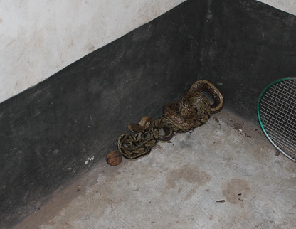 属于普通的家蛇