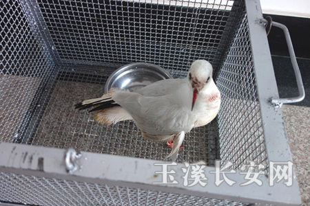 受伤的红嘴鸥