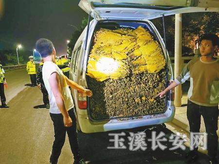 交警查获非法运输烟叶