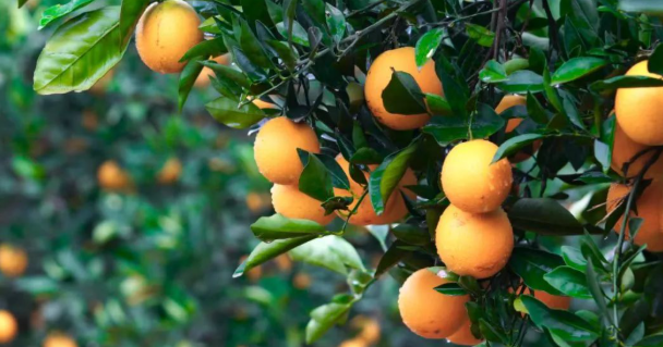 ΢ͼƬ_2025-11-18_094947_263