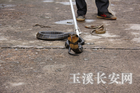 大蛇骚扰养鸡场 红塔森警忙解救-红塔长安网