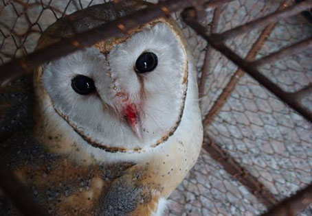 退休职工关爱野生动物 森林公安民警热心救助猴面鹰